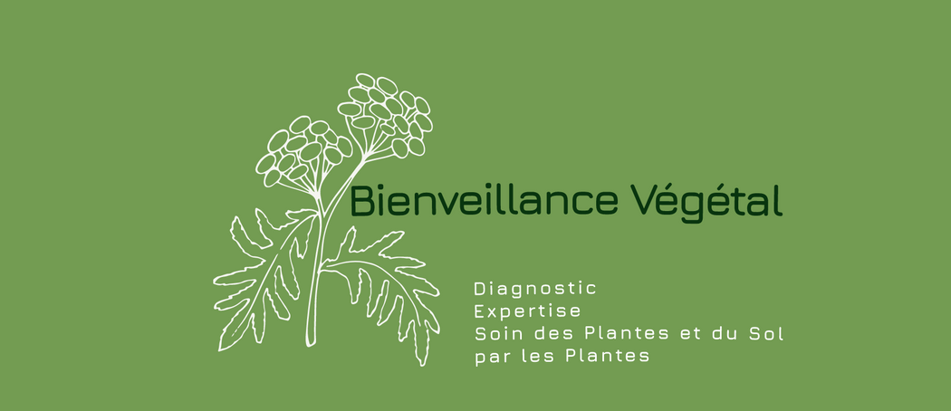 Bienveillance végétal Diagnostic expertise et soin des plantes par les plantes maladie des plantes
